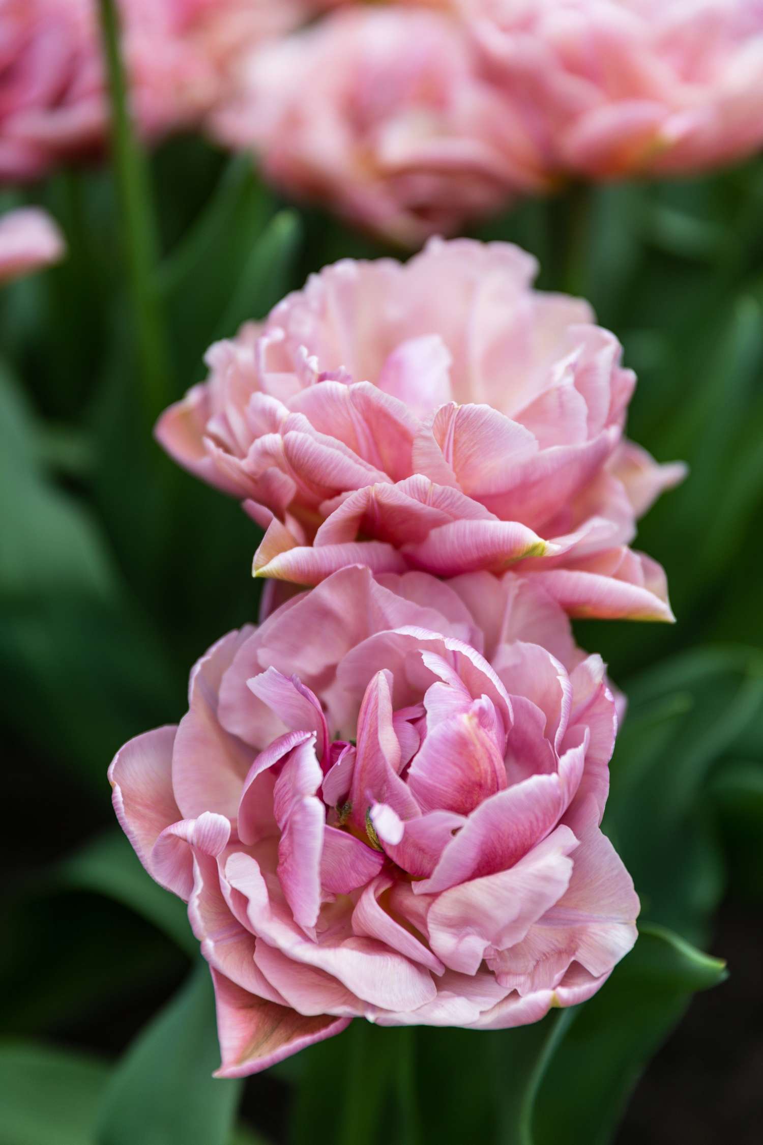 Tulpe 'Beachberry' - Tulipaner